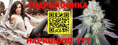 стафф Кингисепп